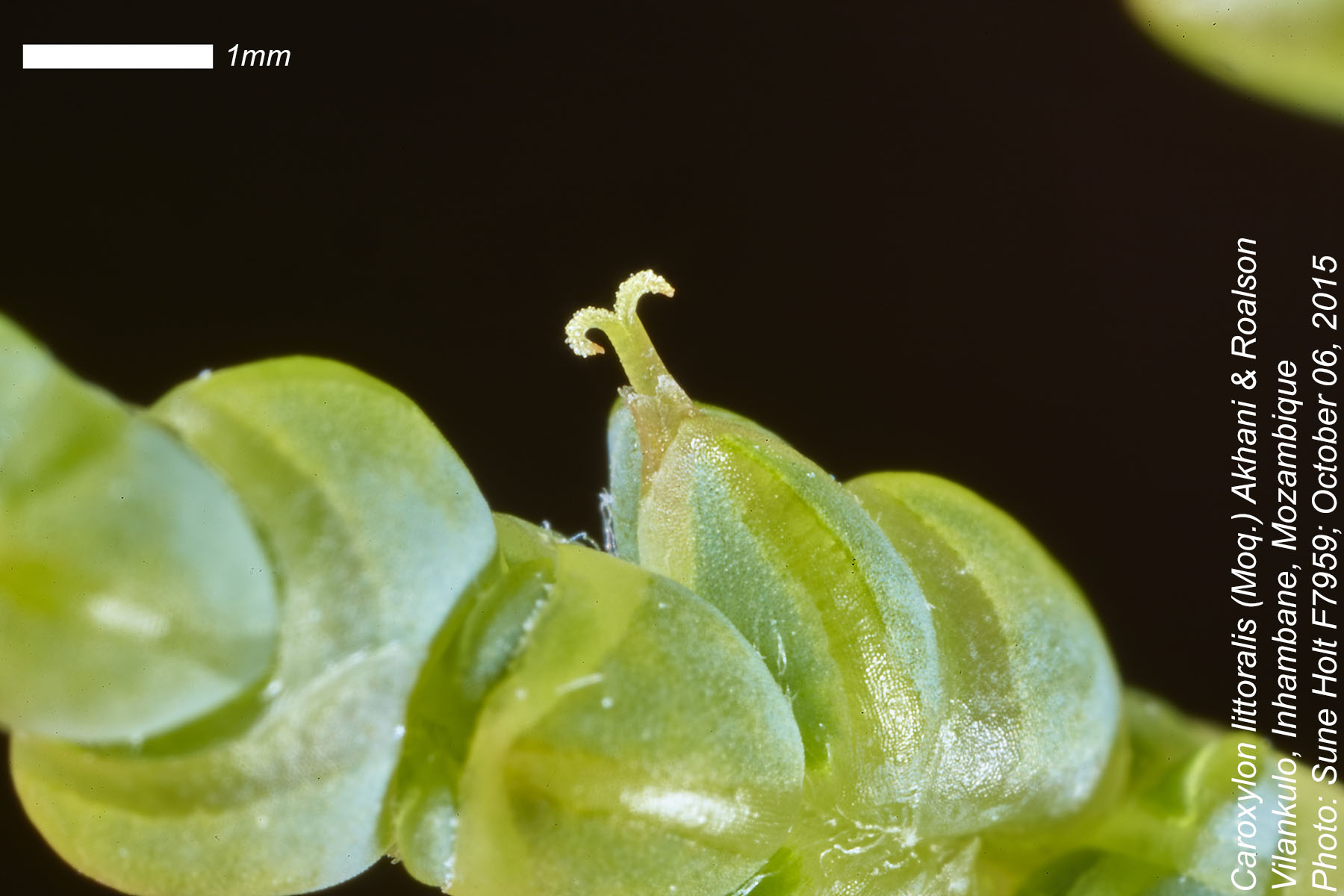Caroxylon littoralis