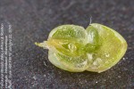 Caroxylon littoralis