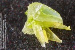 Caroxylon littoralis