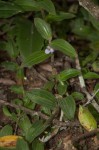 Aneilema zebrinum
