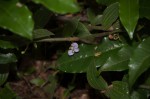 Aneilema zebrinum