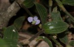 Aneilema zebrinum