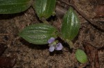 Aneilema zebrinum
