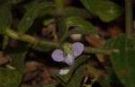 Aneilema zebrinum