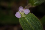 Aneilema zebrinum