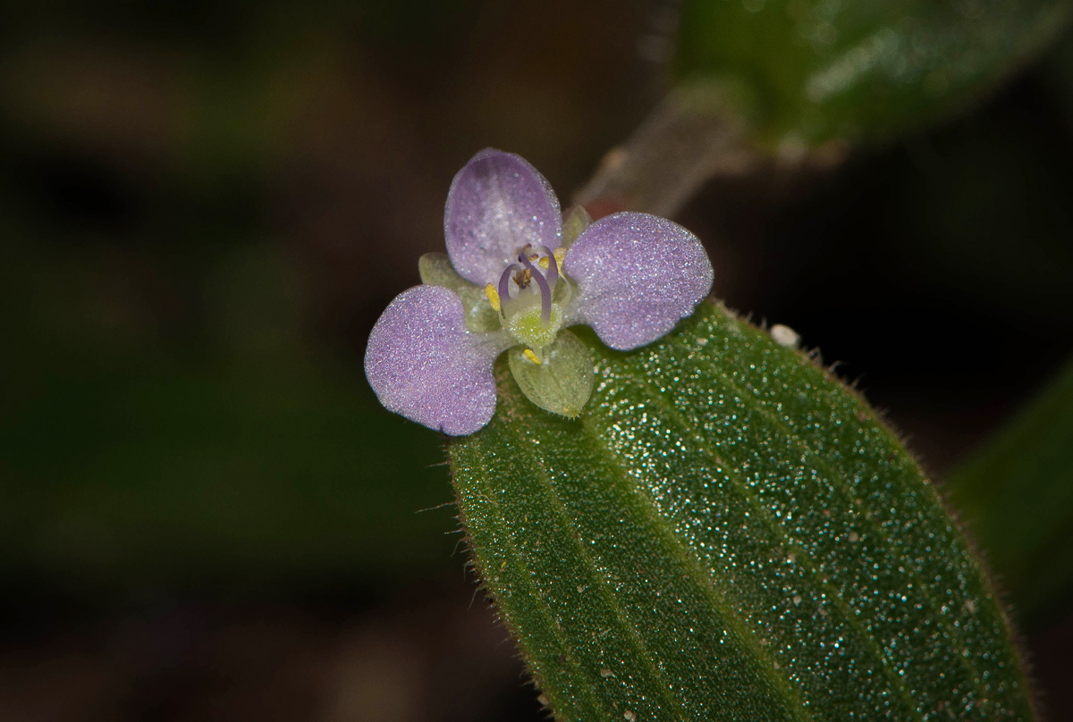 Aneilema zebrinum