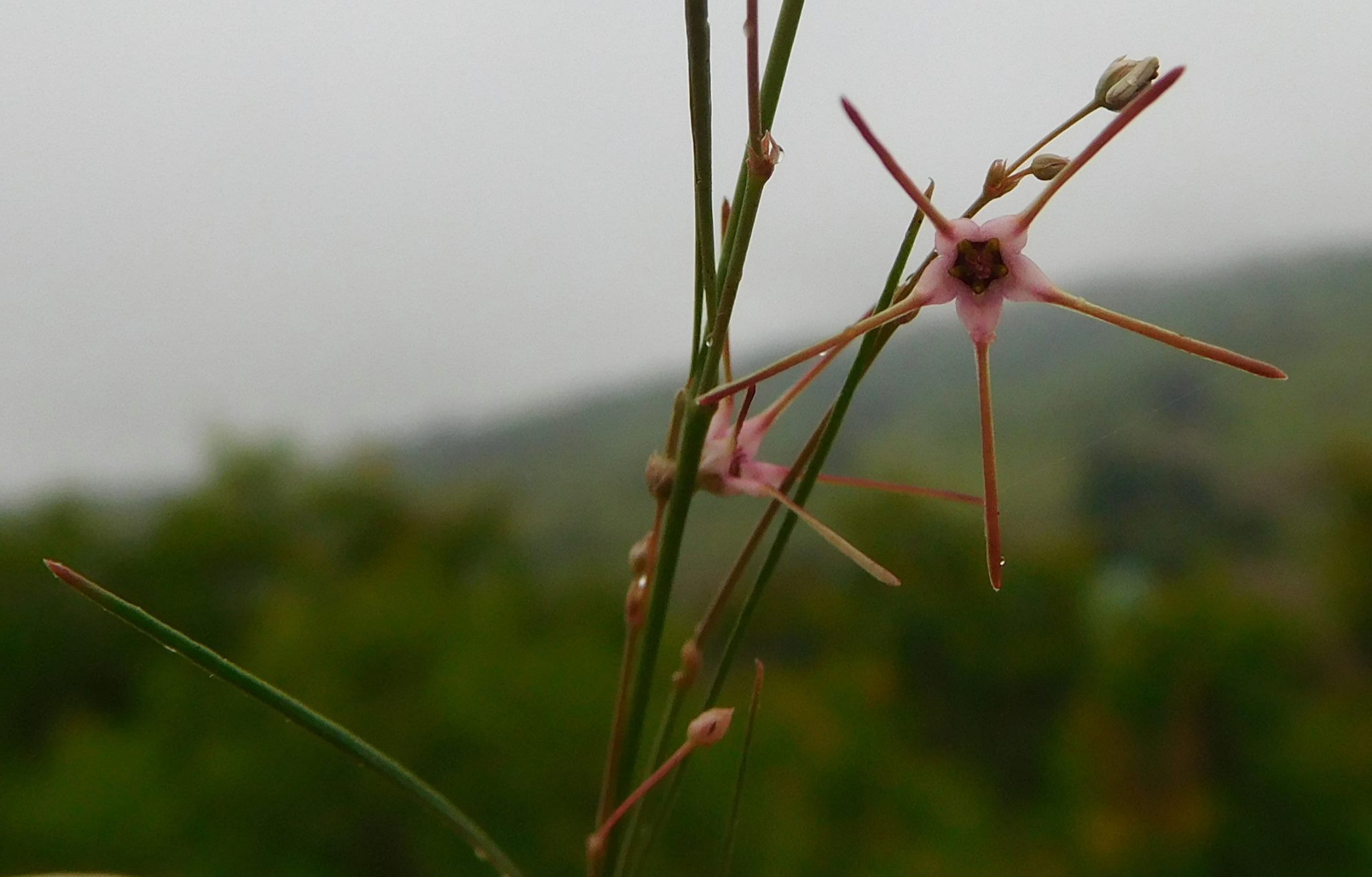 Ceropegia filifolia