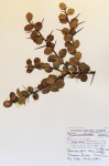 Dovyalis rotundifolia