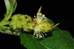 Croton triqueter