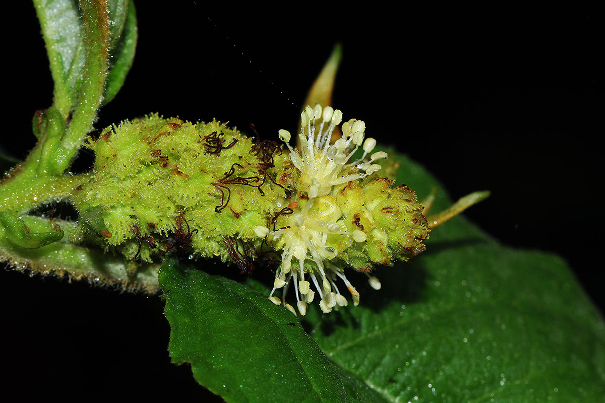 Croton triqueter