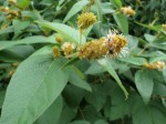 Croton triqueter