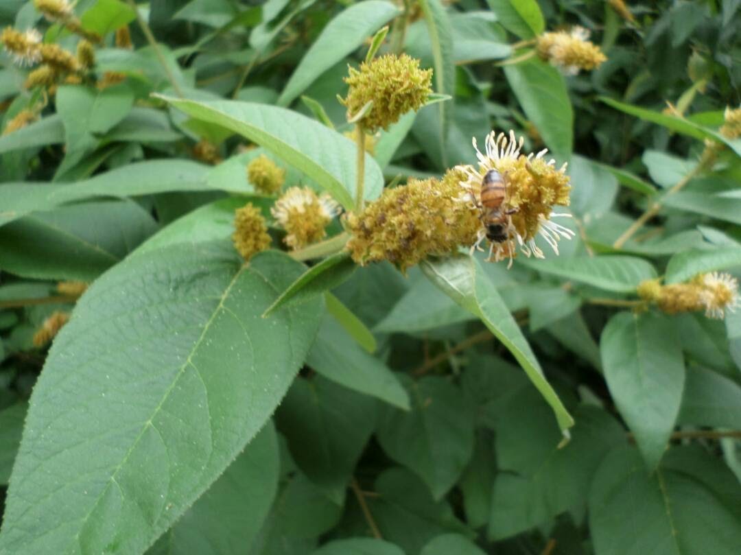 Croton triqueter