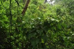Croton triqueter
