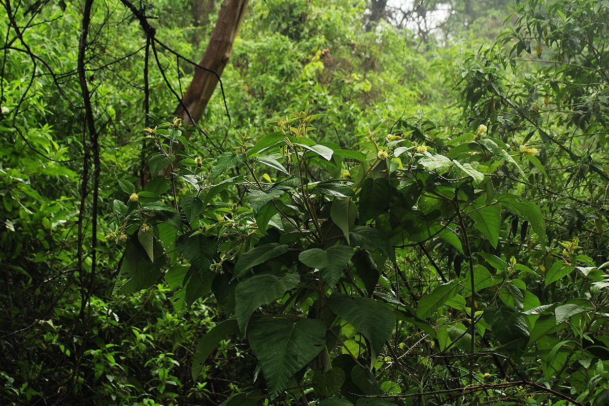 Croton triqueter
