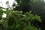 Croton triqueter