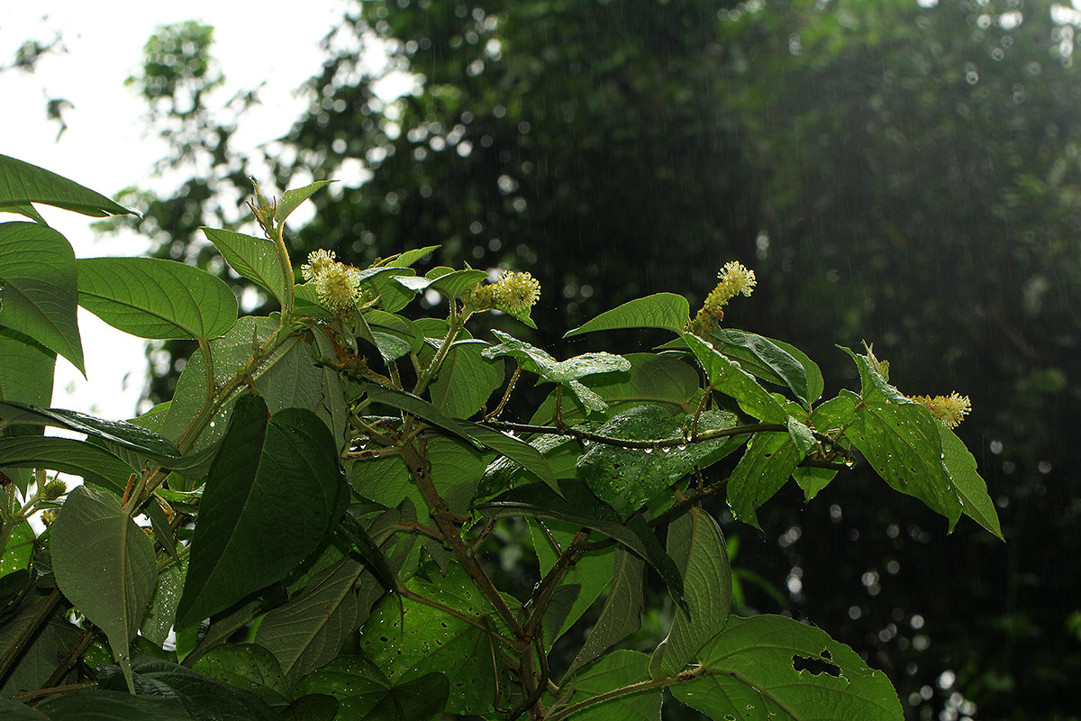 Croton triqueter