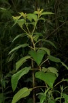 Croton triqueter