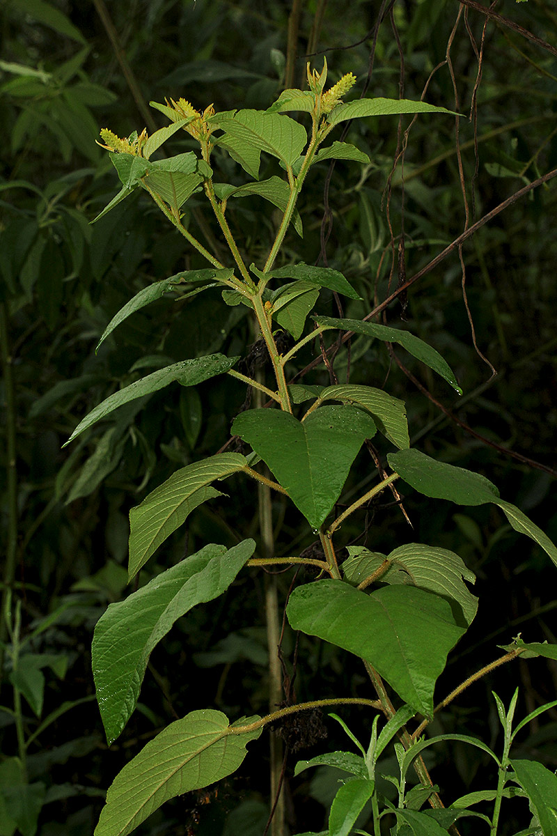 Croton triqueter