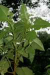 Croton triqueter