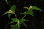 Croton triqueter
