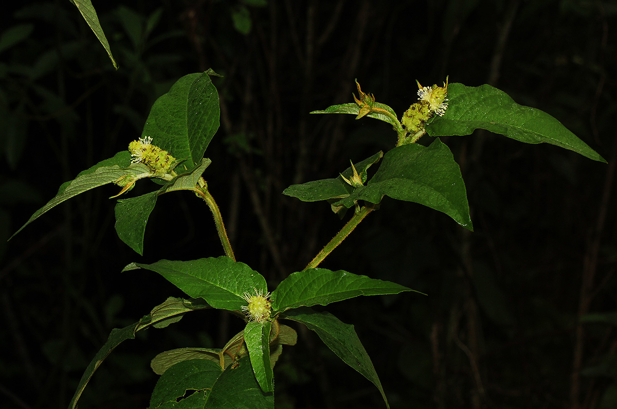 Croton triqueter