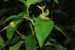Croton triqueter