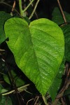 Croton triqueter