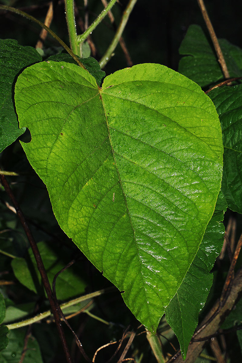 Croton triqueter