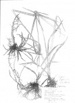 Cyperus mapanioides