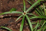 Cyperus mapanioides