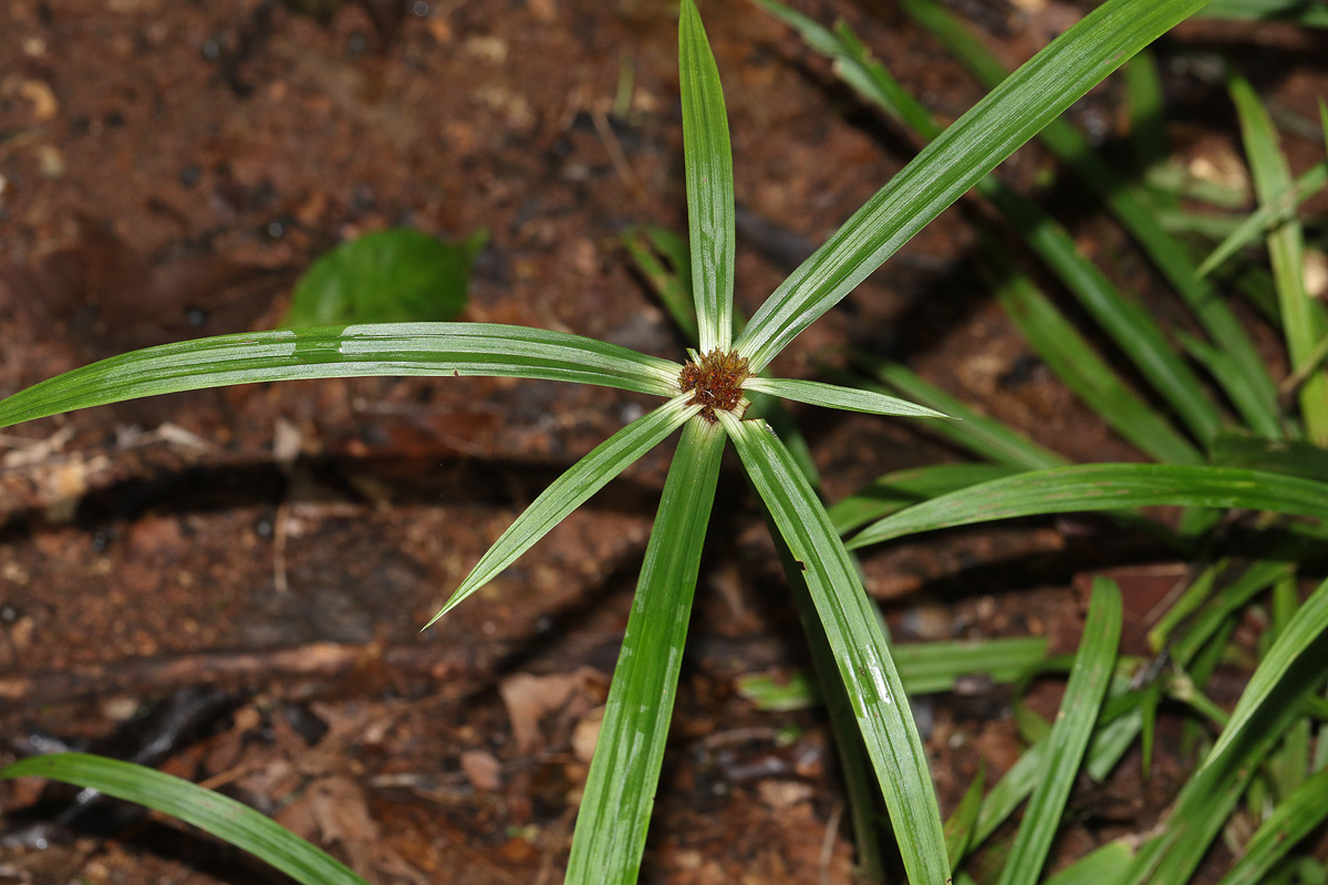 Cyperus mapanioides