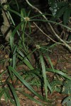 Cyperus mapanioides