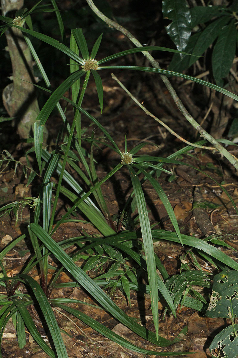 Cyperus mapanioides