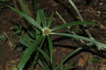 Cyperus mapanioides