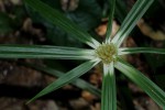 Cyperus mapanioides