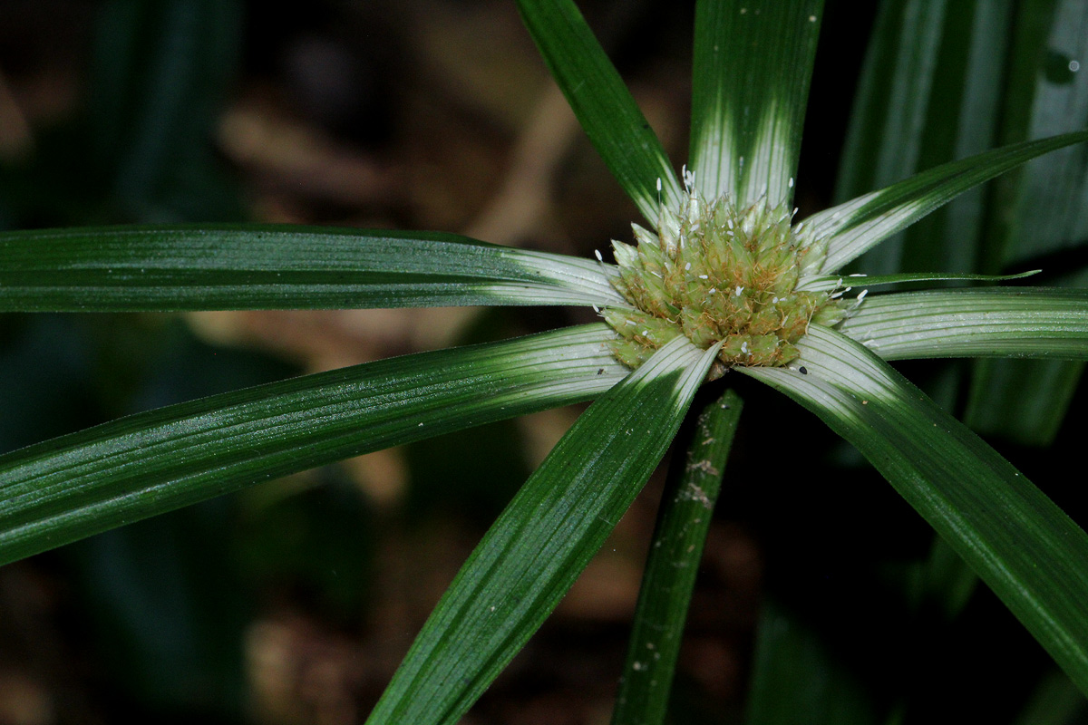 Cyperus mapanioides