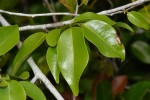 Xylopia tenuipetala