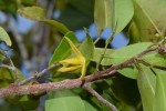 Xylopia tenuipetala