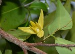 Xylopia tenuipetala