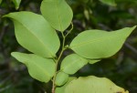 Xylopia tenuipetala