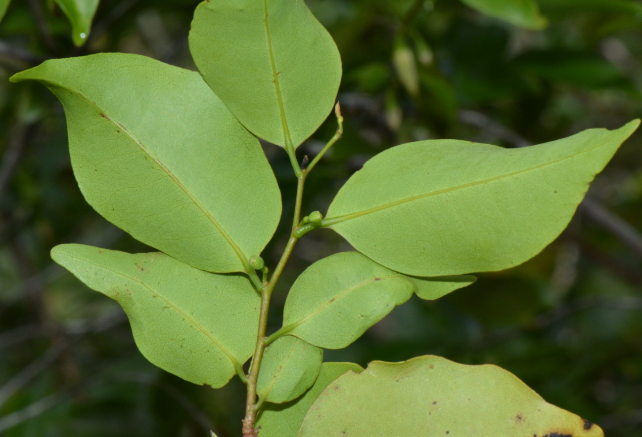 Xylopia tenuipetala