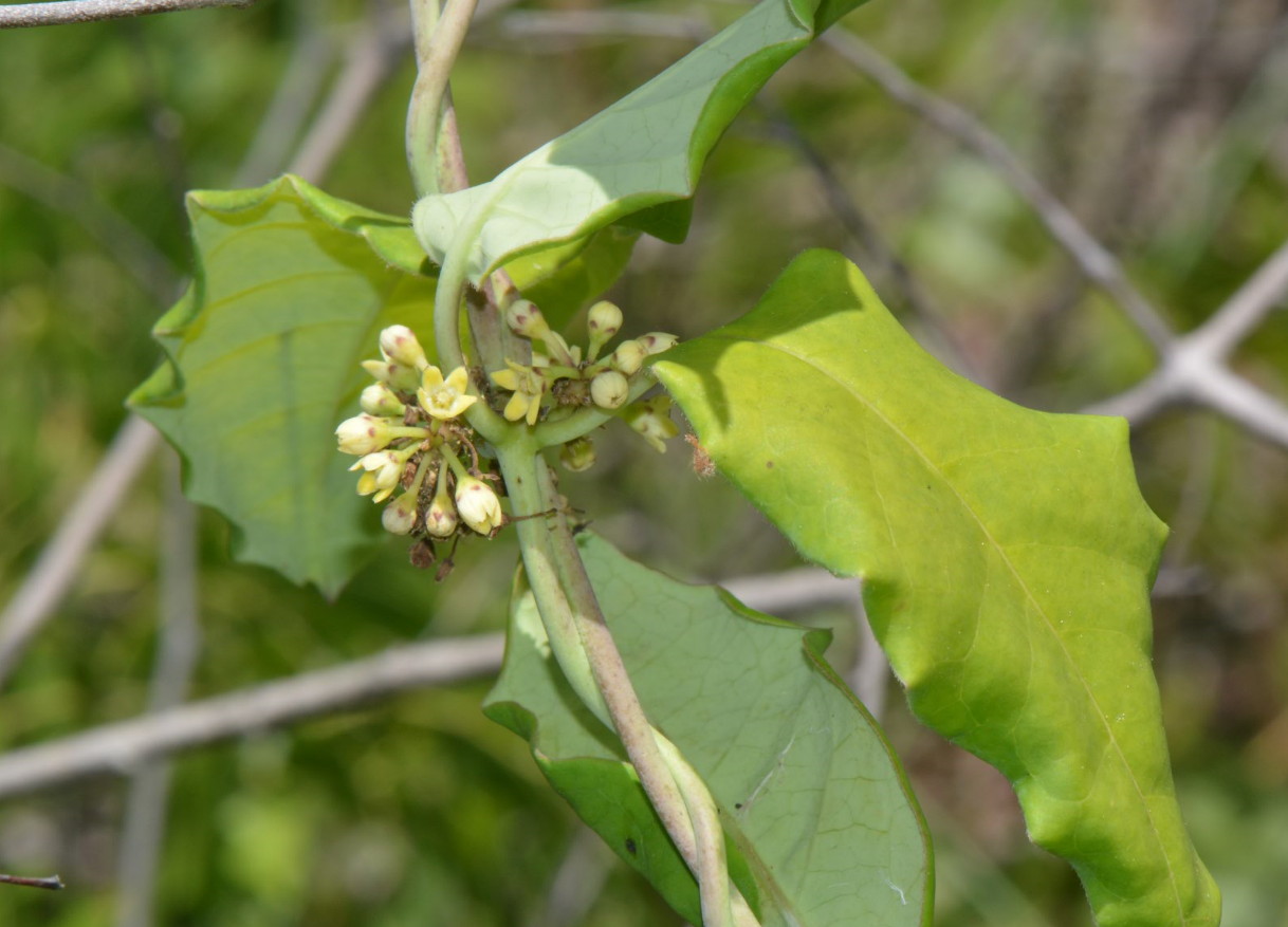 Marsdenia cynanchoides