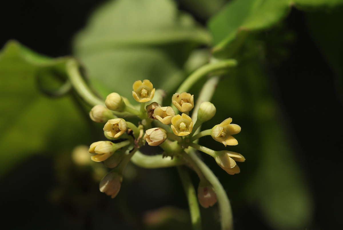 Marsdenia cynanchoides