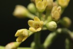 Marsdenia cynanchoides