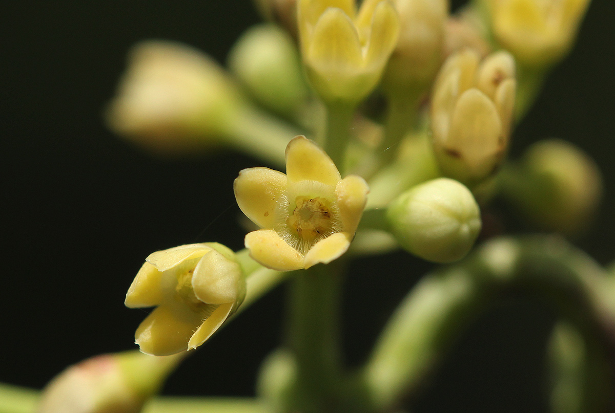 Marsdenia cynanchoides