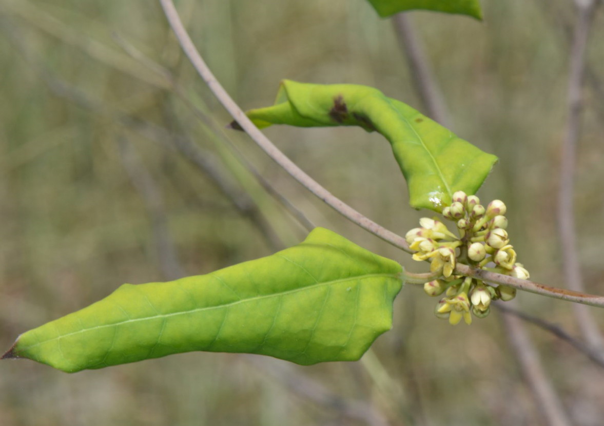 Marsdenia cynanchoides