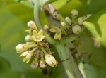 Marsdenia cynanchoides