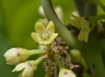 Marsdenia cynanchoides