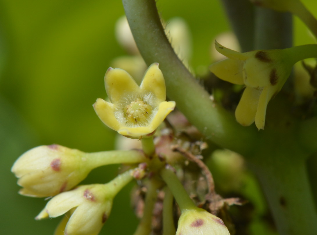 Marsdenia cynanchoides