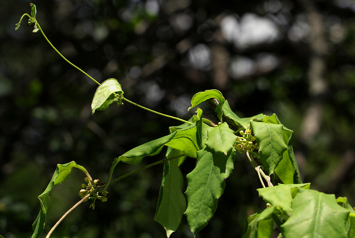 Marsdenia cynanchoides
